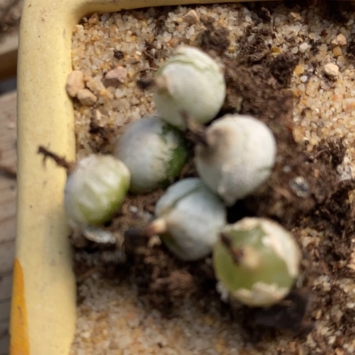 448哈默灯泡一组6颗