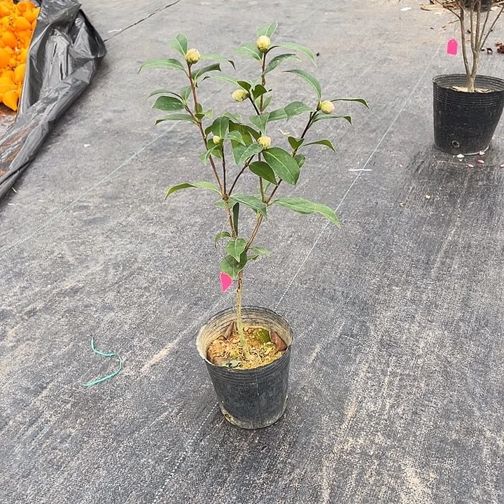 完全开放白五带幻