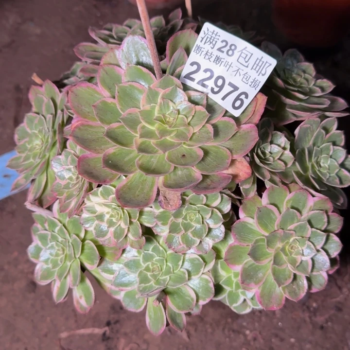 22976莲花多肉植物