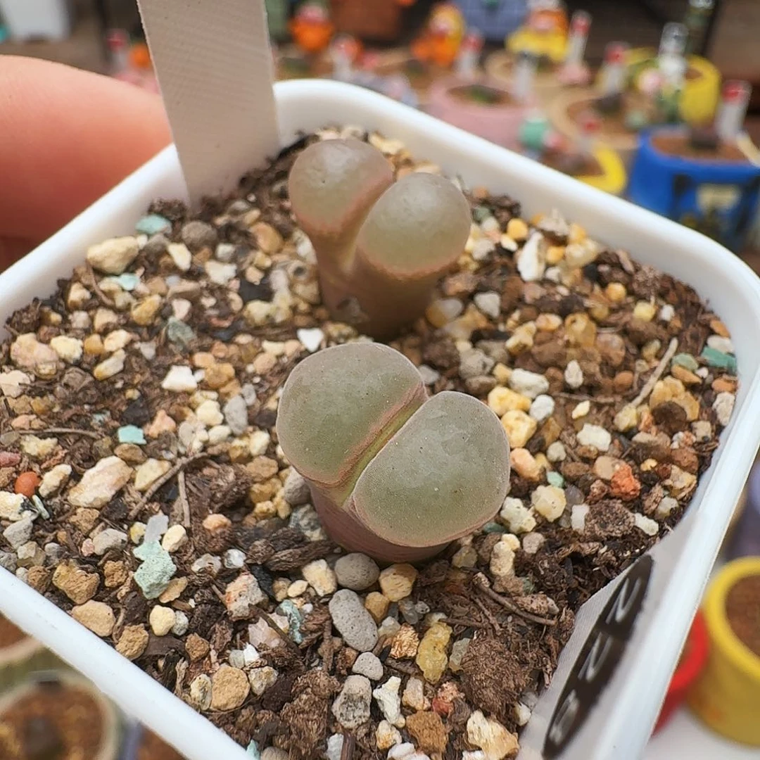 多肉植物福利风铃955