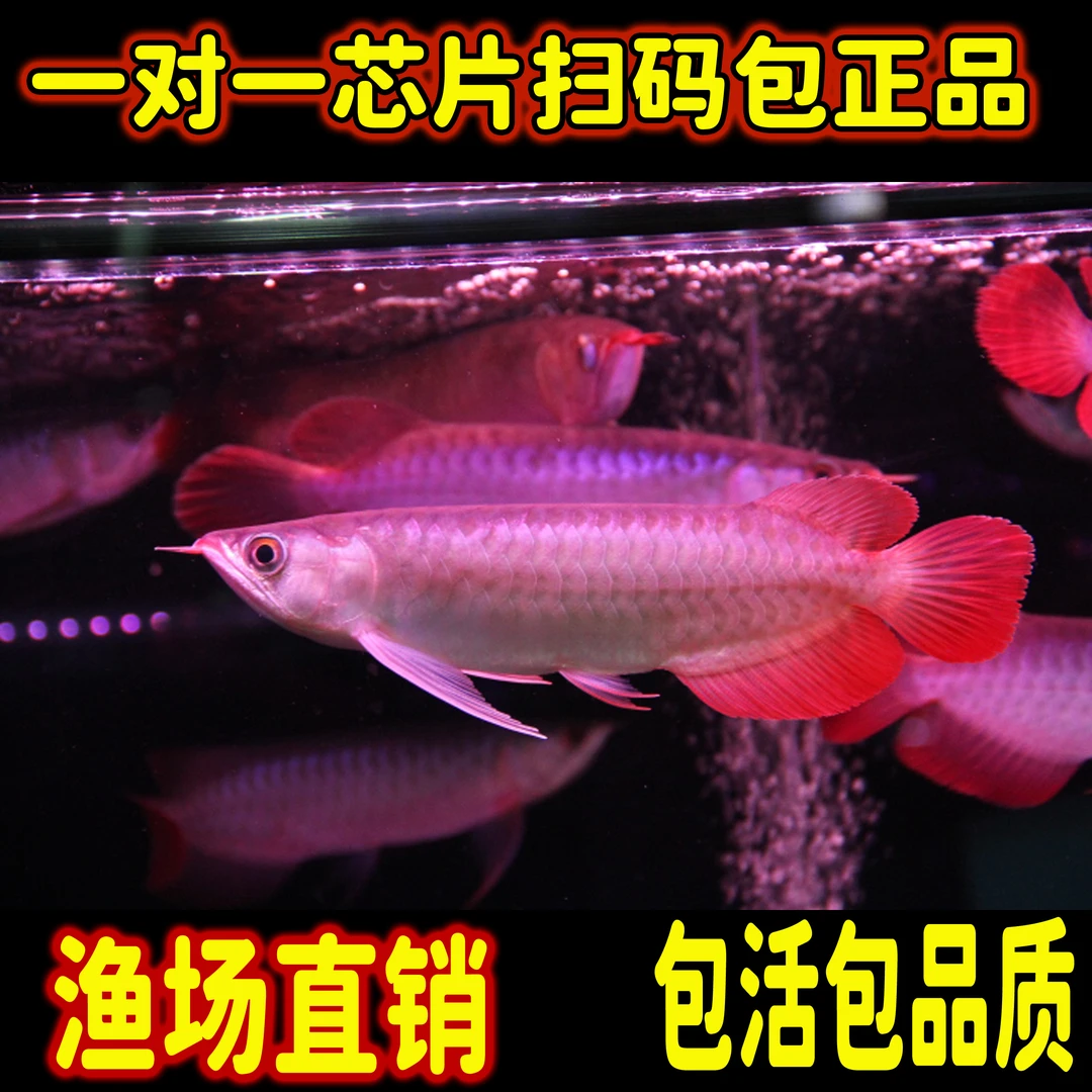 印尼纯血统红龙鱼超血辣椒绿皮活体观赏鱼