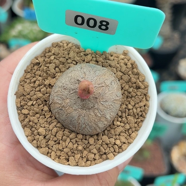 玫瑰大戟多肉植物008