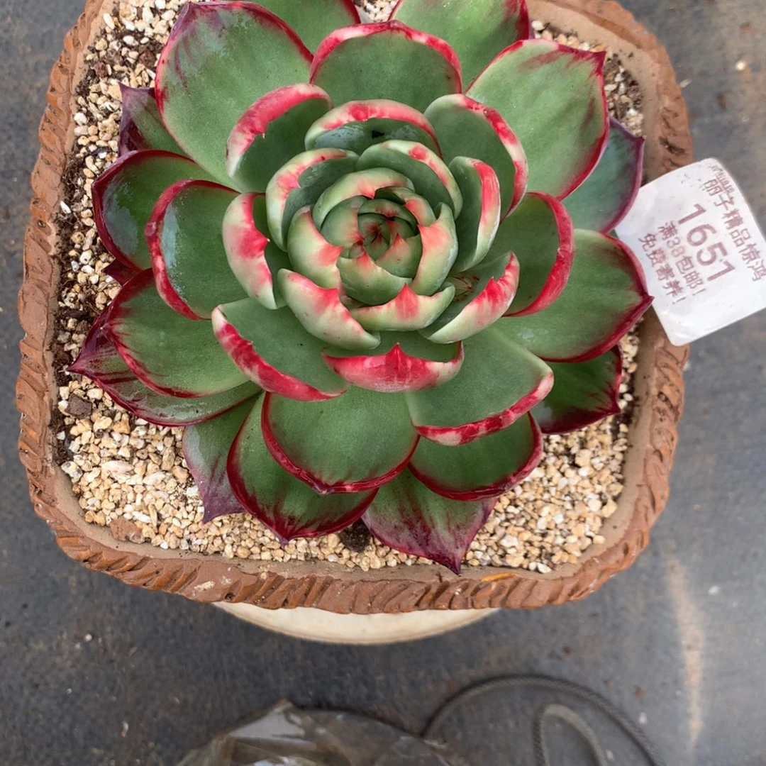 蕾***姐1651号多肉植物惊鸿13