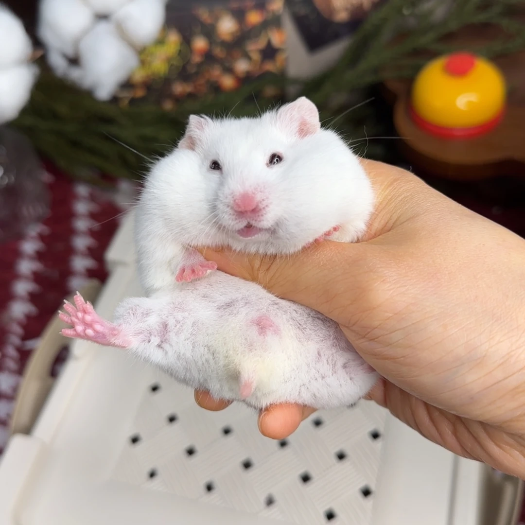 短毛蜜波妹妹11.8