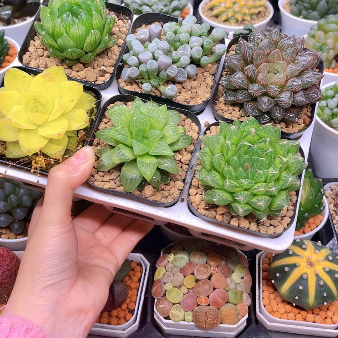 玉露六件套多肉，原盆