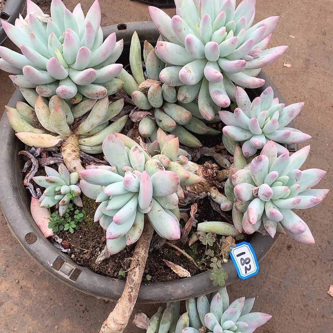 182所罗门 一物一拍多肉