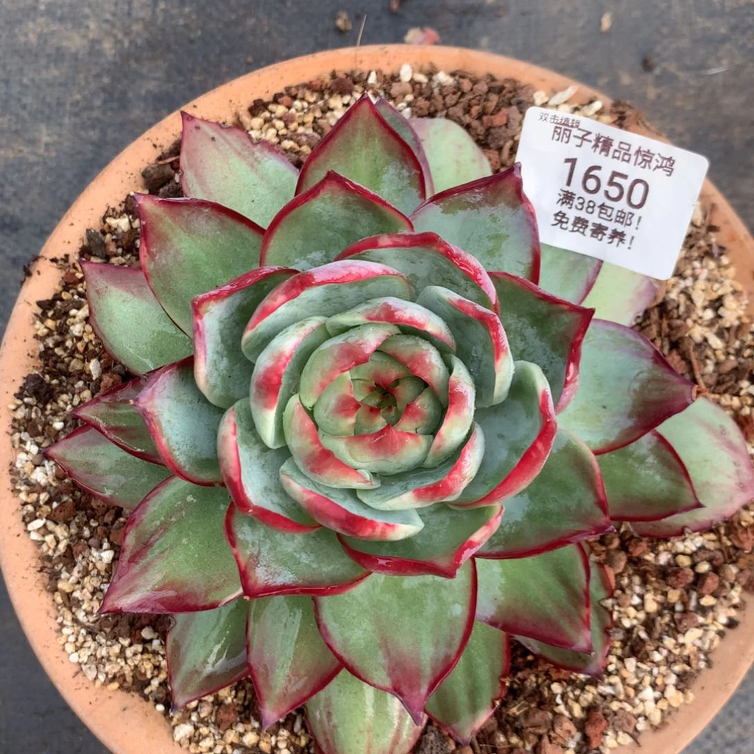 1650号多肉植物惊鸿15