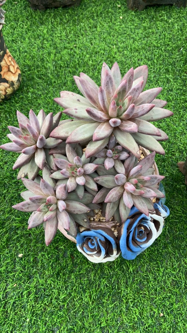 流沙虞美人多头多肉植物