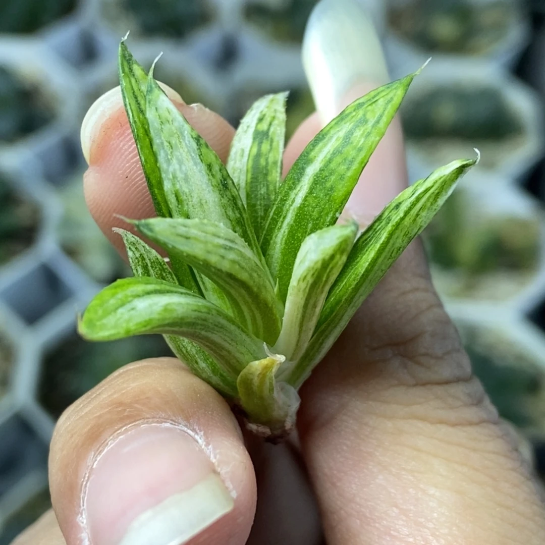 隆巴德之星系锦一物一拍