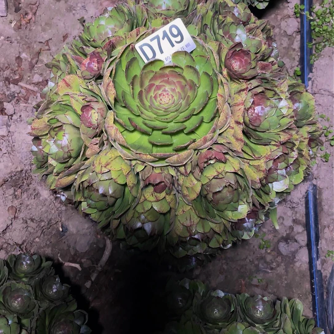 法师法师14–23包邮法师