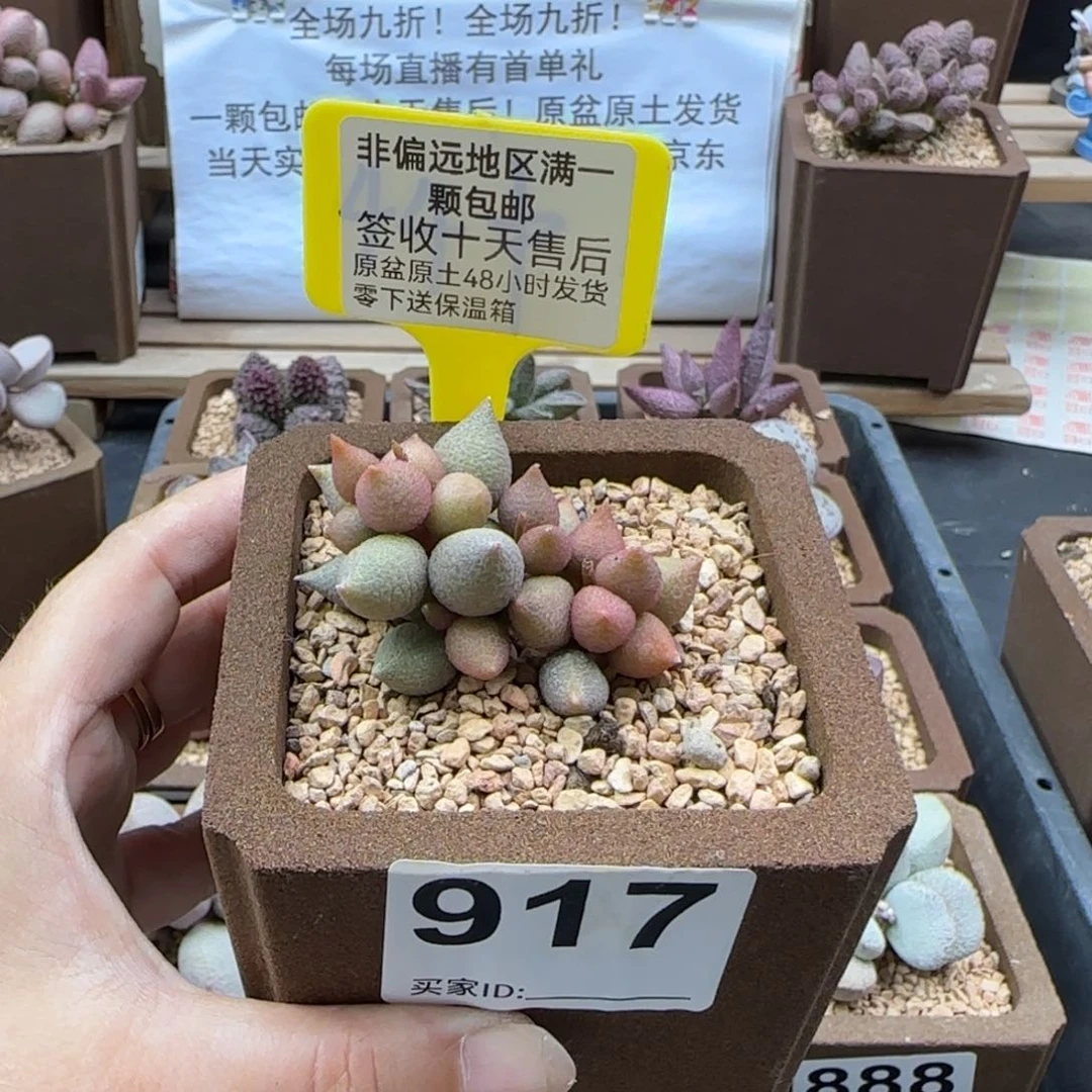 917小辣椒多肉植物