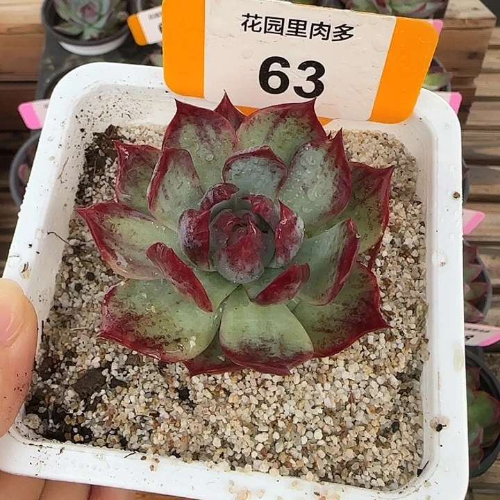 冰****63 惊鸿仙子多肉植物