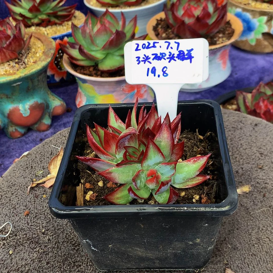 3头砍头群惊鸿仙子