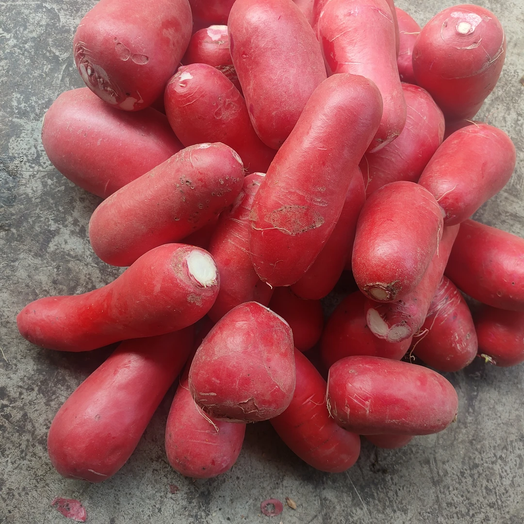 红皮白肉水萝卜新鲜现挖
