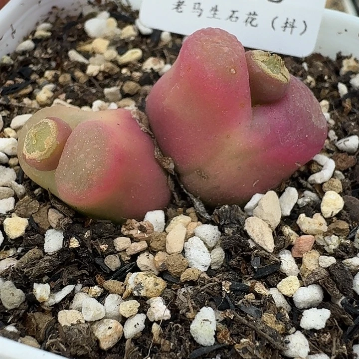 老马生石花双头毛2508