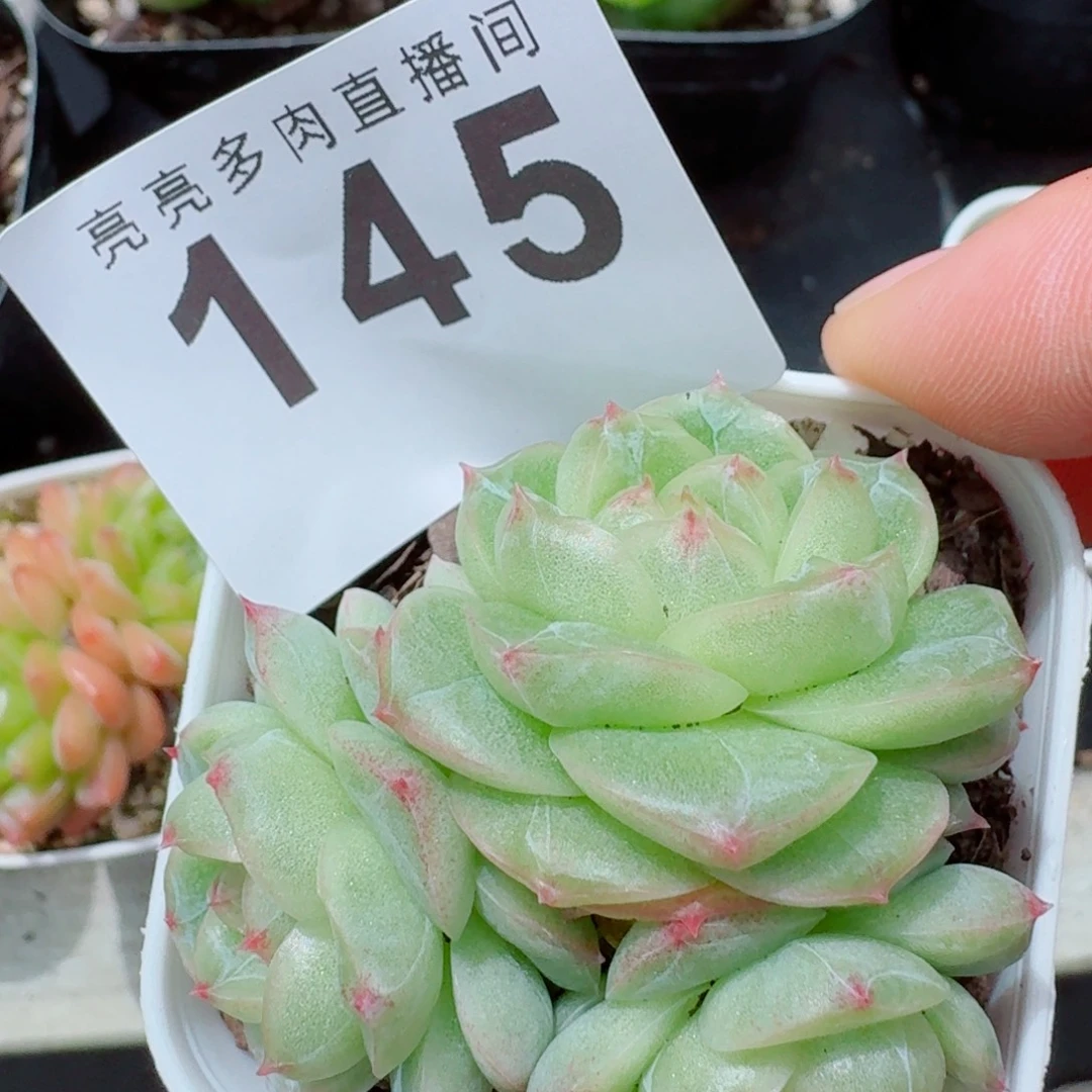 白体珍妮            精美多肉植物