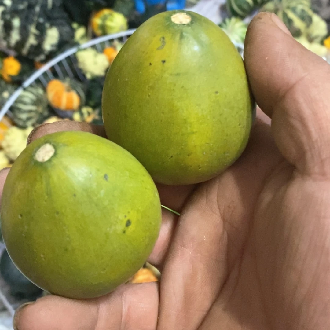 【闪购商品】V*墨西哥七彩葫芦青皮葫芦