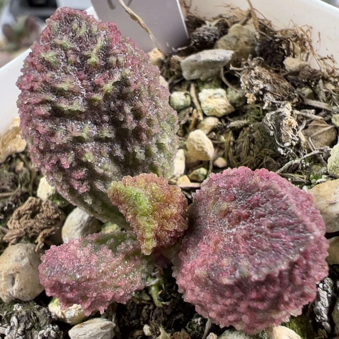 w粉色冰晶颗粒款实生新品