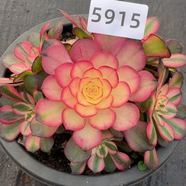 荔枝特价多肉发货