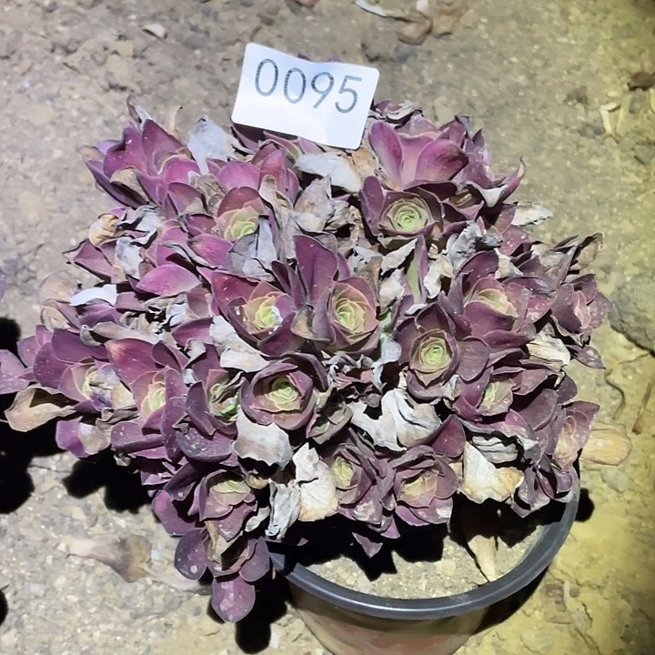 多肉植物法师95美金玫瑰