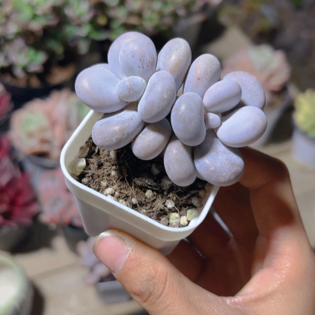 精品控养奶酪5cm新疆包邮