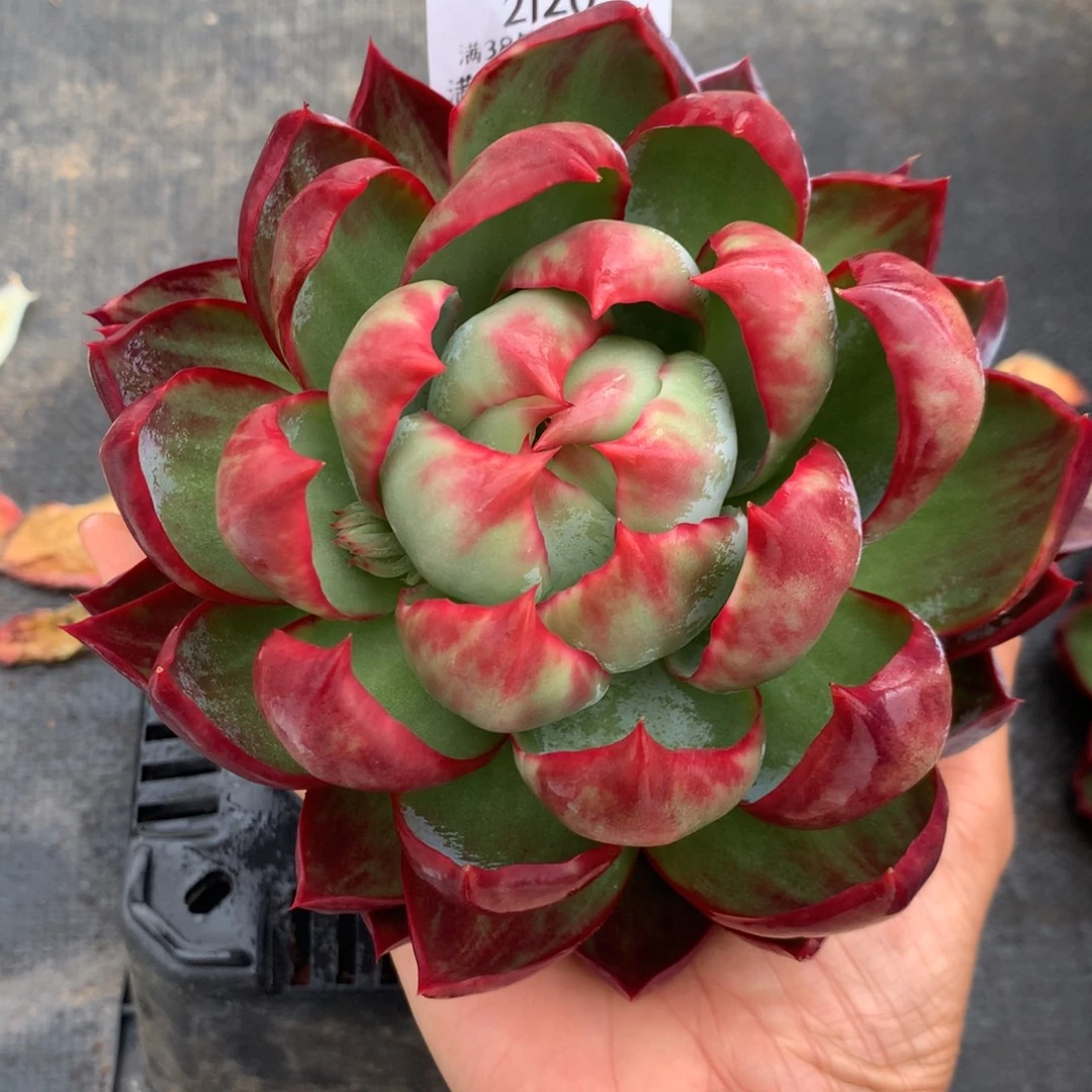 2120多肉植物惊鸿14厘米