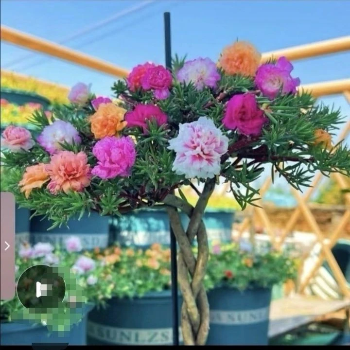 【带根带土老桩】牡丹玫红王重瓣太阳花老桩 宿根多年生耐晒耐高温