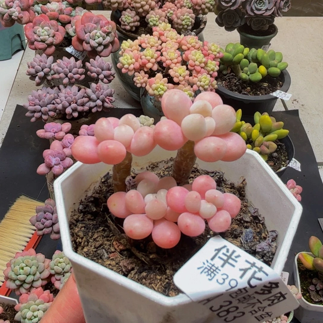 383鱼子酱5cm多肉