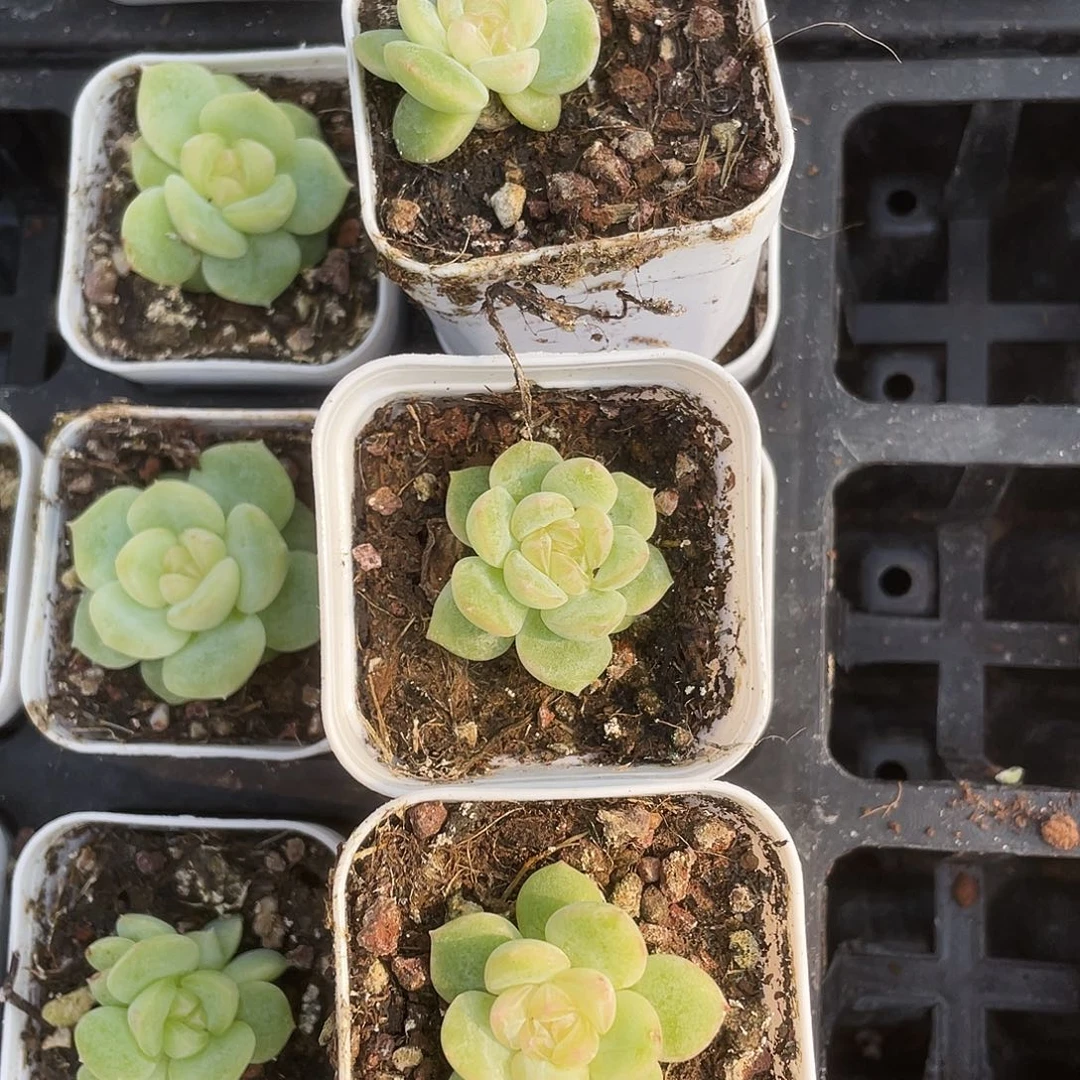 明眸状态中苗盆外棚一个满25包邮