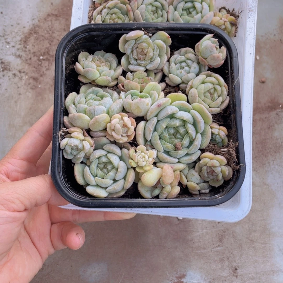 猫*头糕大上多肉植物324