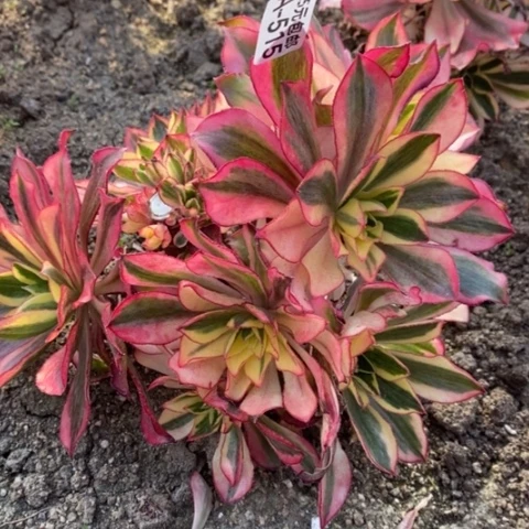 515魅影砍过满25包邮多肉