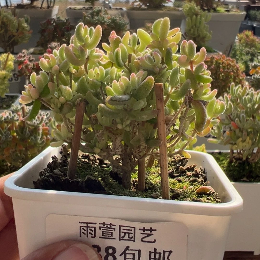 11-083红宝石锦小树老桩七方盆冠幅7厘米左右