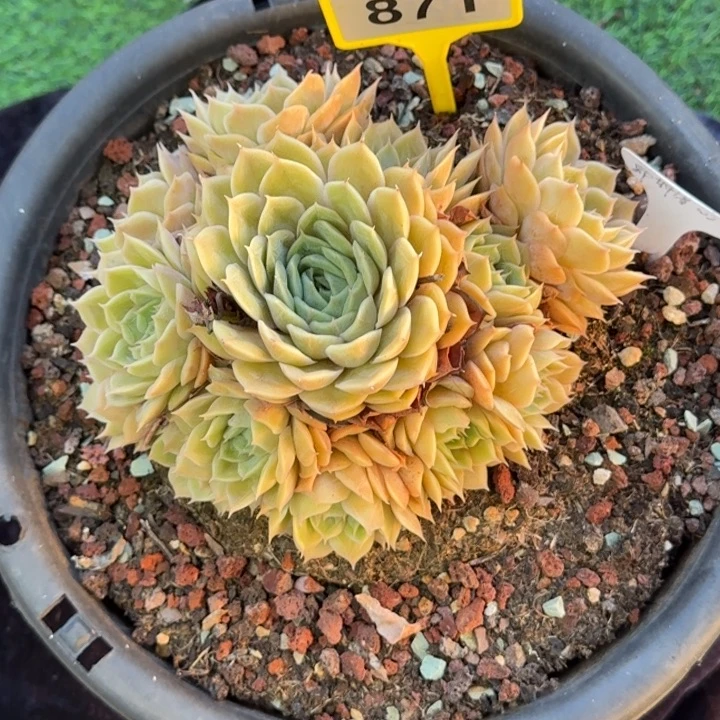 多肉植物昂斯诺手捧871