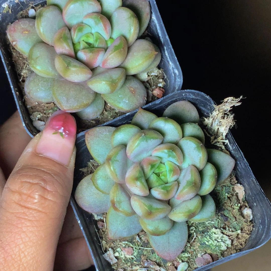 葡萄 （满6.66包邮不满6.66发叶子）