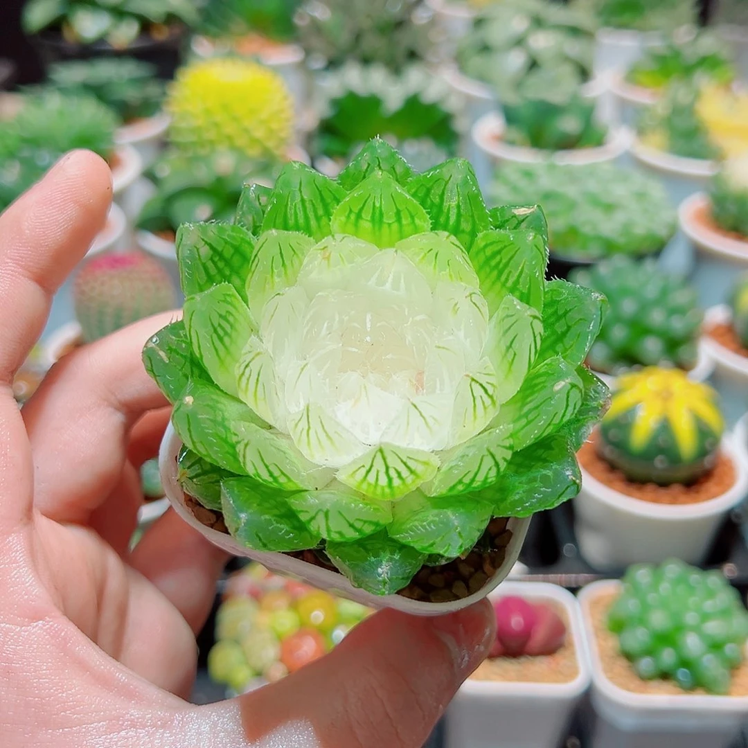 白莲花带白盆种好