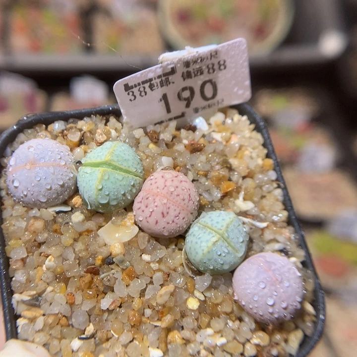 ZzzzZz好可爱啊190