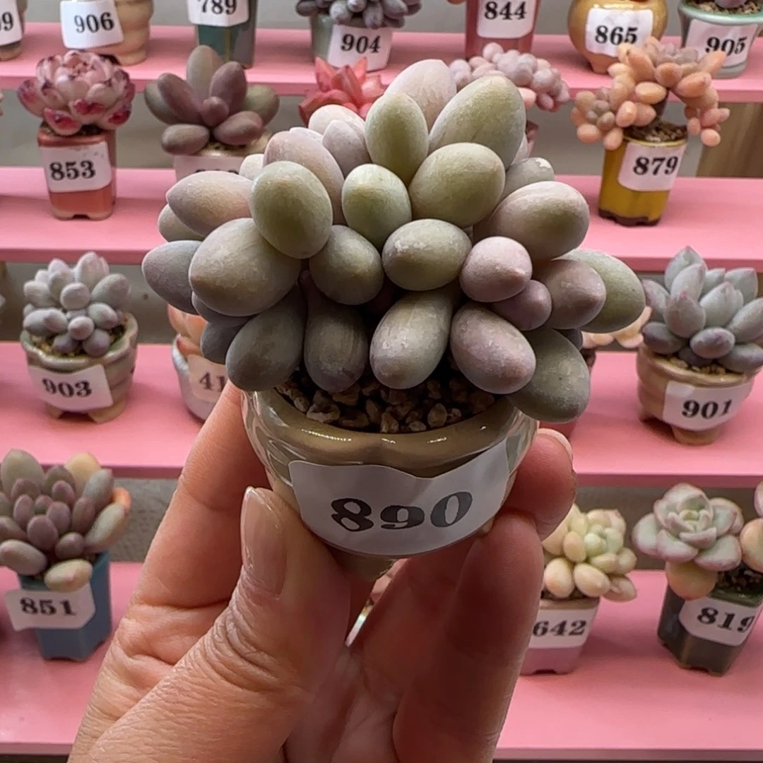 890婴儿手指带盆土发货，满38包邮非偏远。