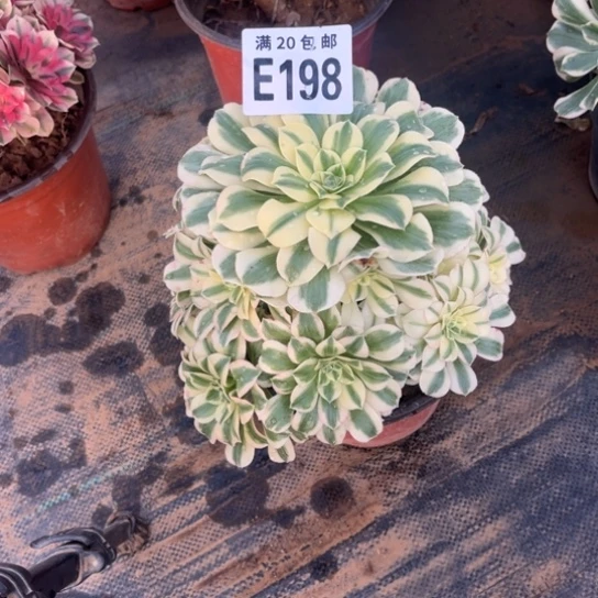 198迈巴赫不包断枝