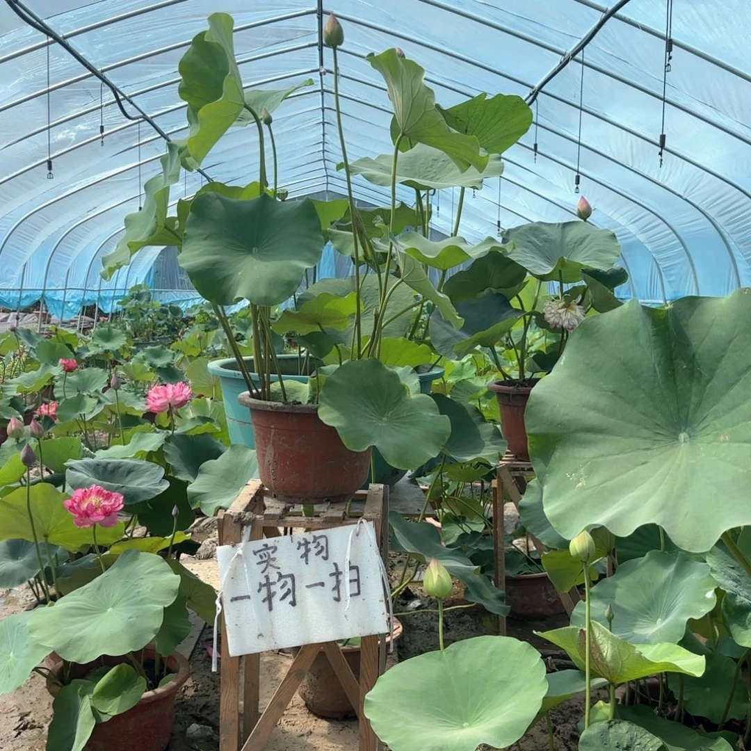 少量花朵（建议范围：2朵-5朵 或40%以下）