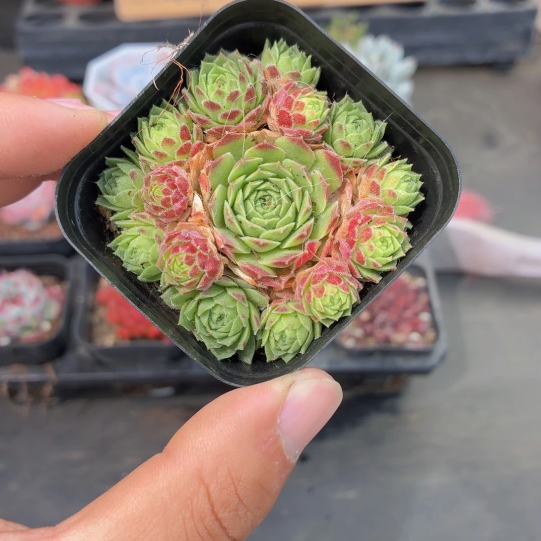 爱德华球多肉9.9包邮发货