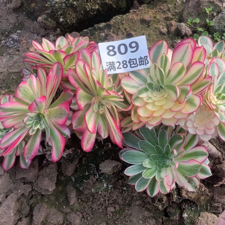 809两个倾城母本二号棚E