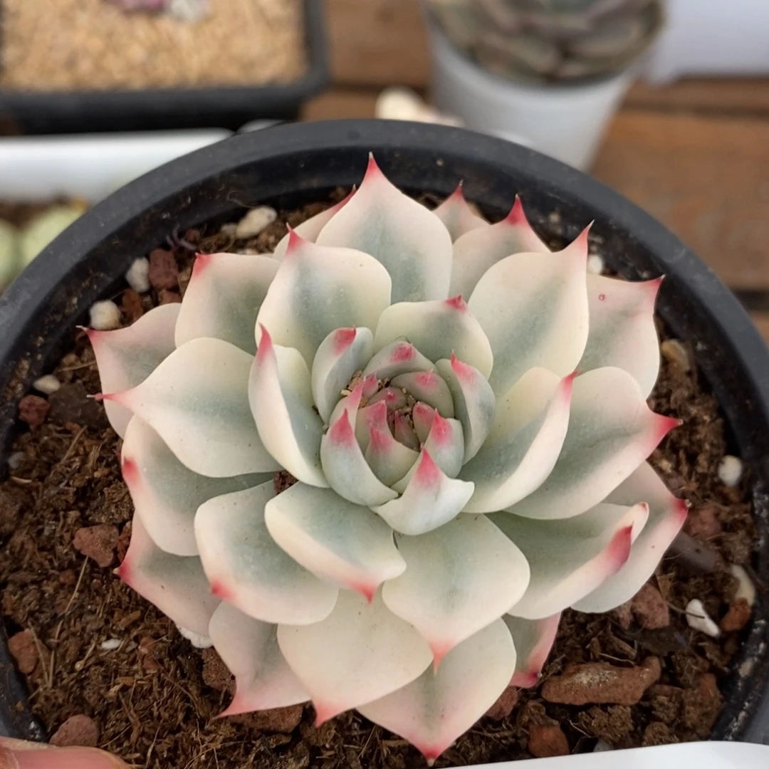 昆***店吉娃娃锦多肉植物0681