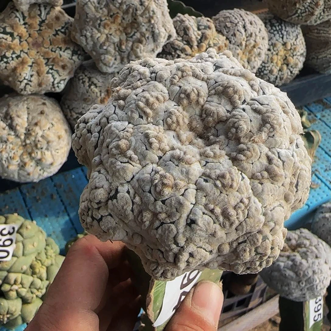 Q*y浓白海星v394仙人球