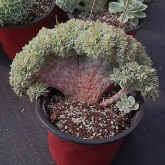 丝绸面纱超白锦缀化