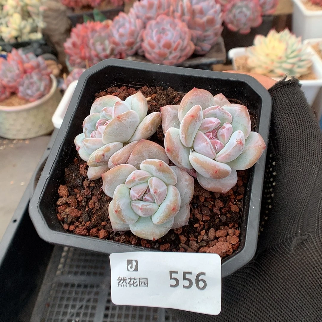 556星影多肉植物66666