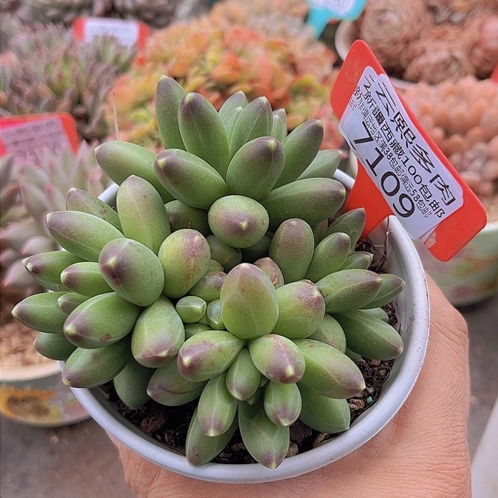 7109千代田美人。