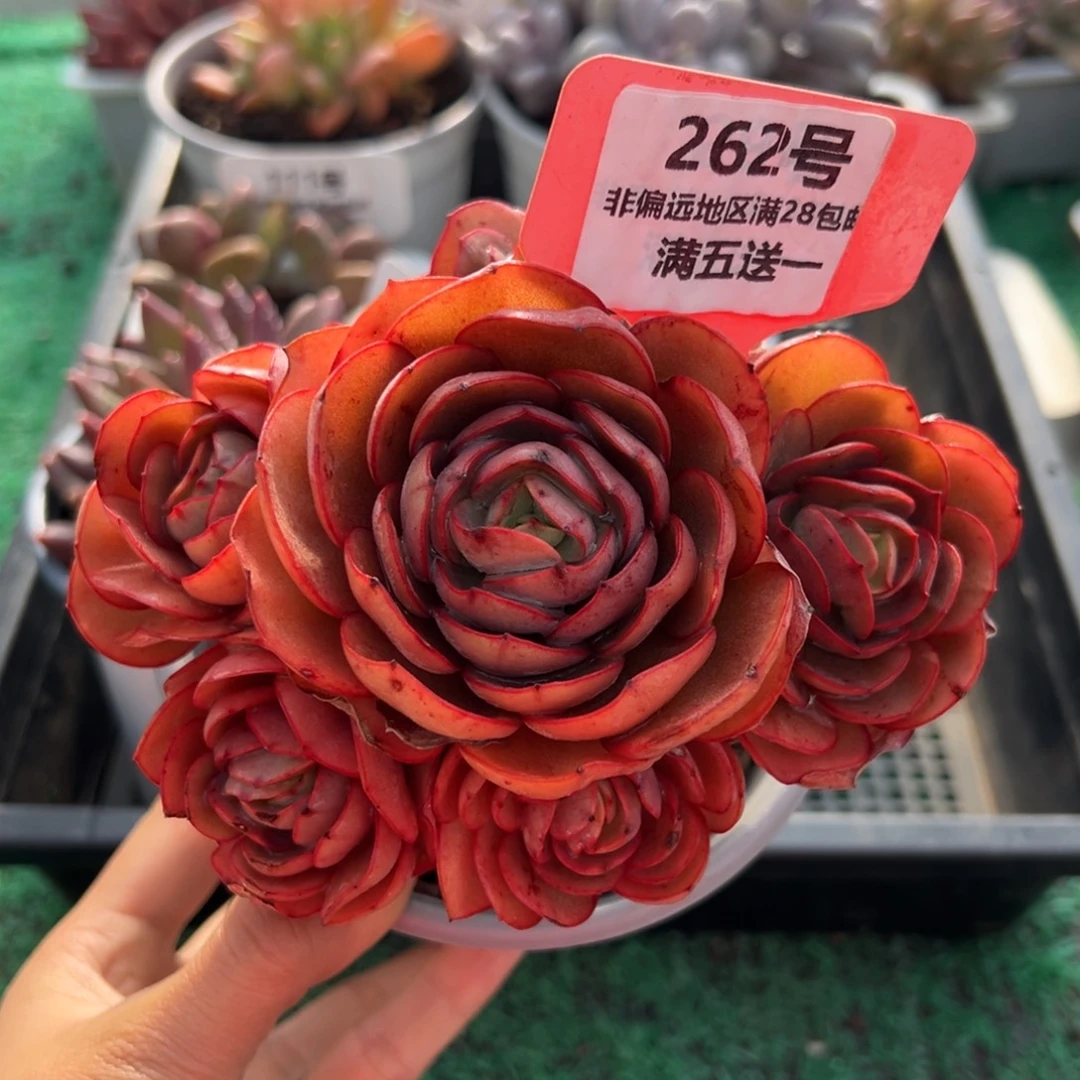 表妹精品多肉植物262.