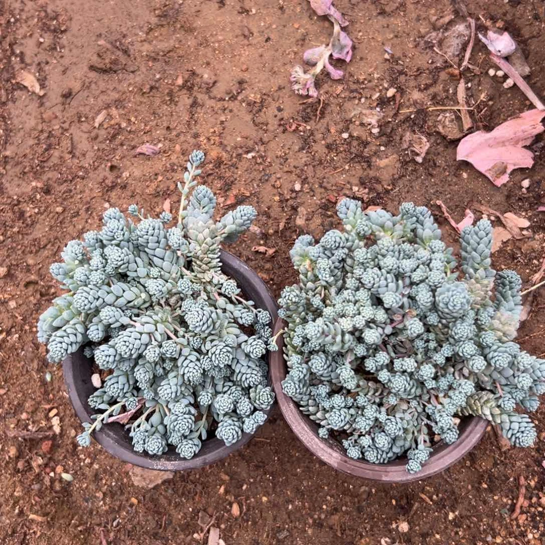 多肉植物植物营养液