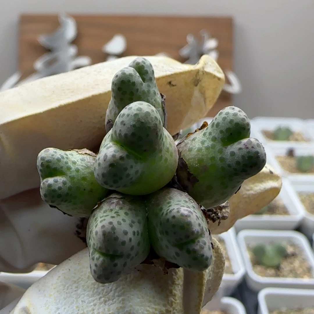 薇***琳9-26-当天满38包邮日系大肚子955d脱土