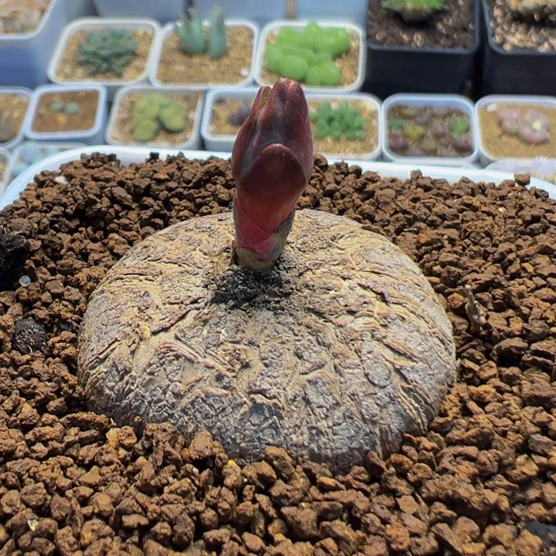 爱***阳22多肉植物百科植物